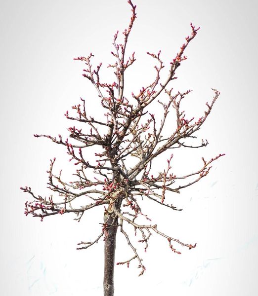 Tilia platyphyllos 'Belvedere' 50cm kmeň